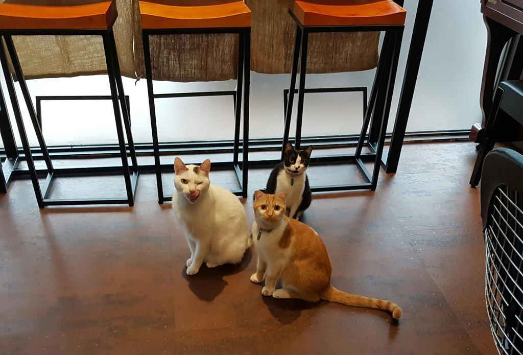 Meow G Cafe Hostel Kota Hualien Bagian luar foto